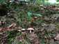 Erdei galambgomba (Russula silvestris), Zemplén